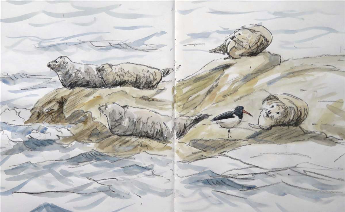 Common Seals