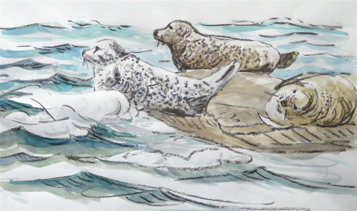 Common Seals