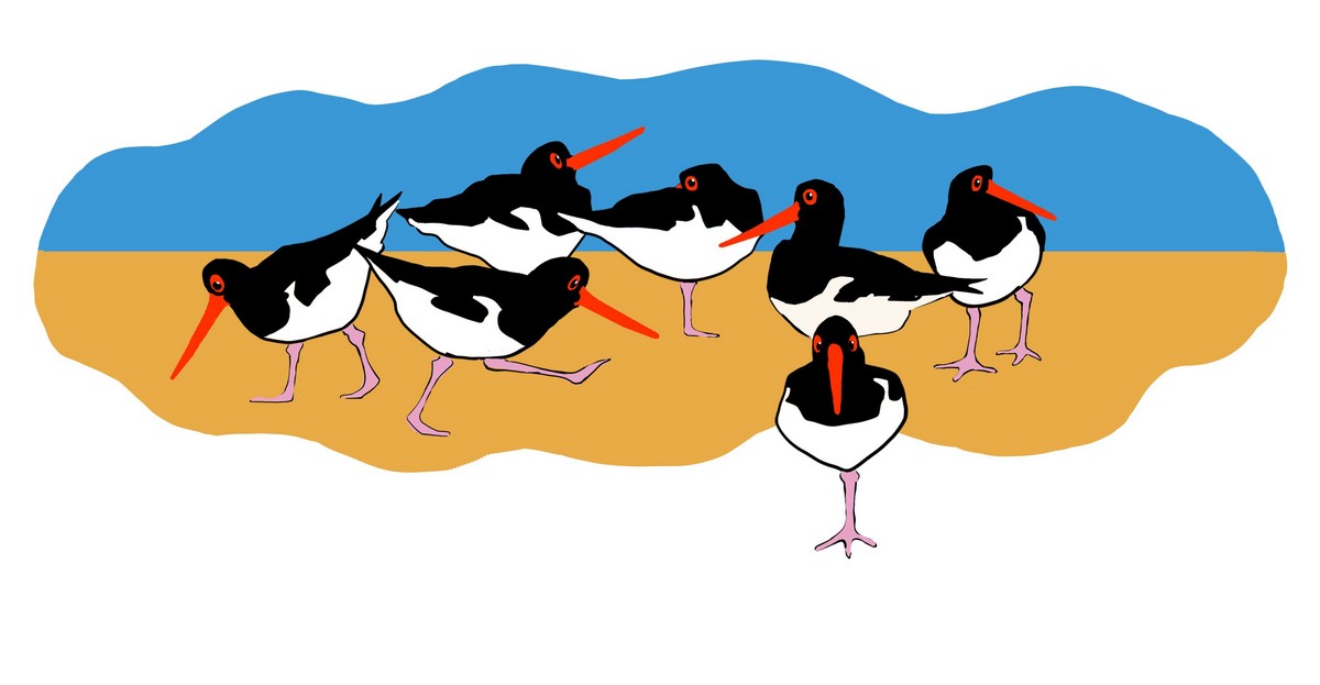 funny Oystercatchers