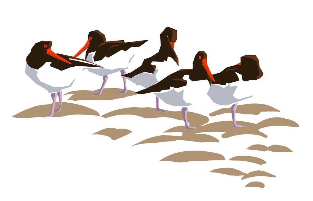 Oystercatchers