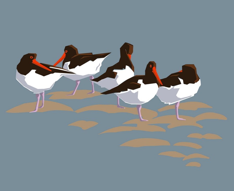 Oystercatchers