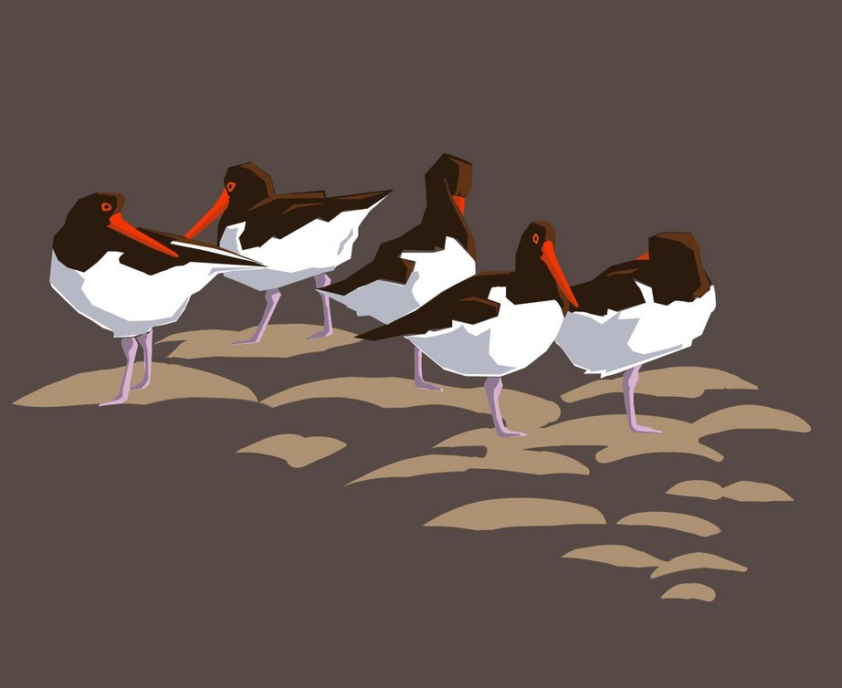 Oystercatchers