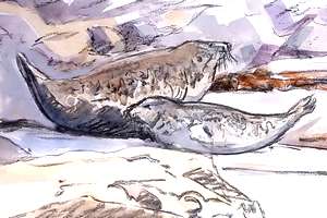 seals