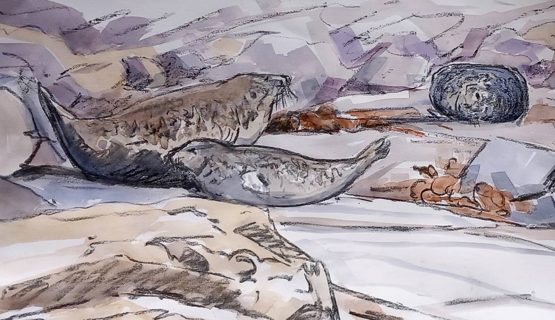 grey seals
