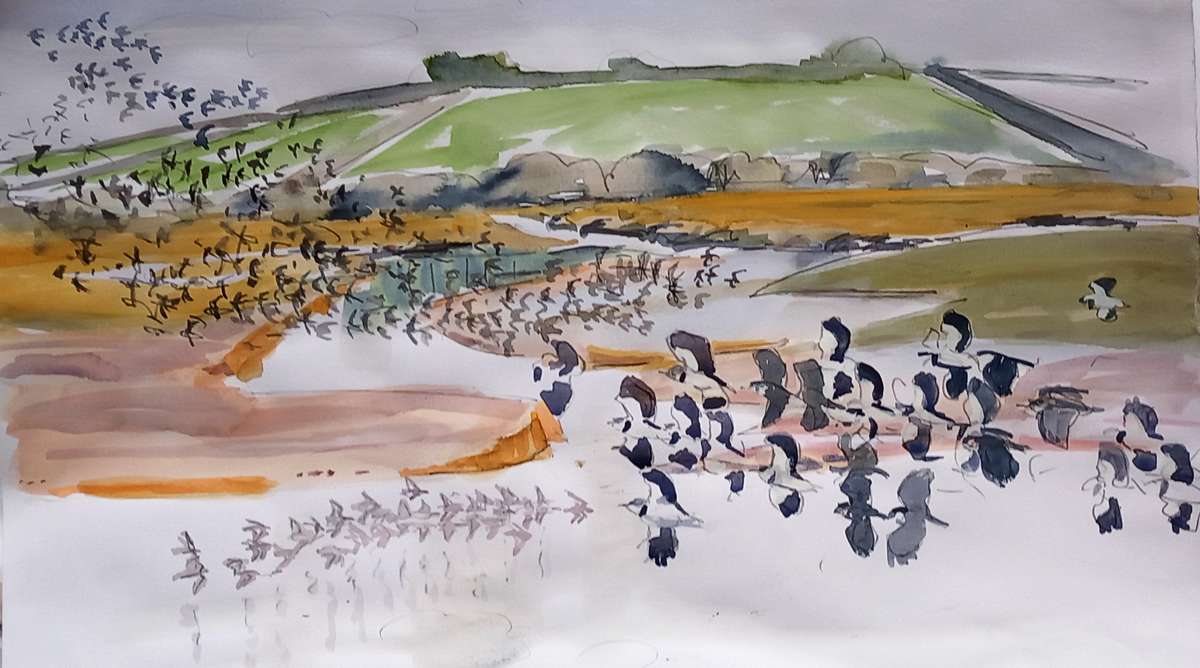 Oystercatchers