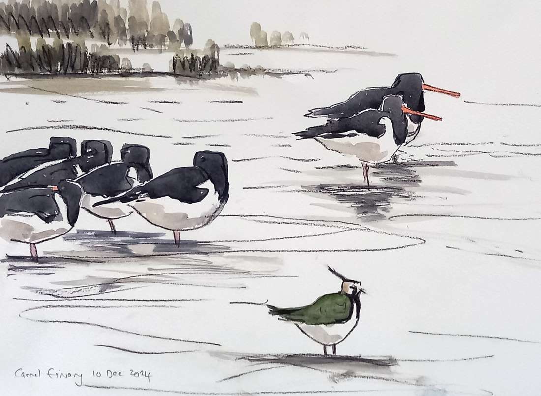 Oystercatchers