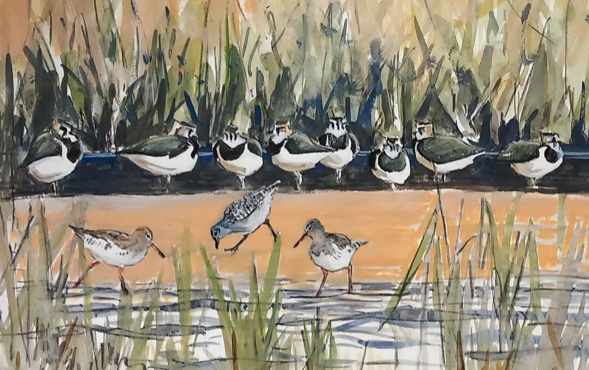 Lapwing