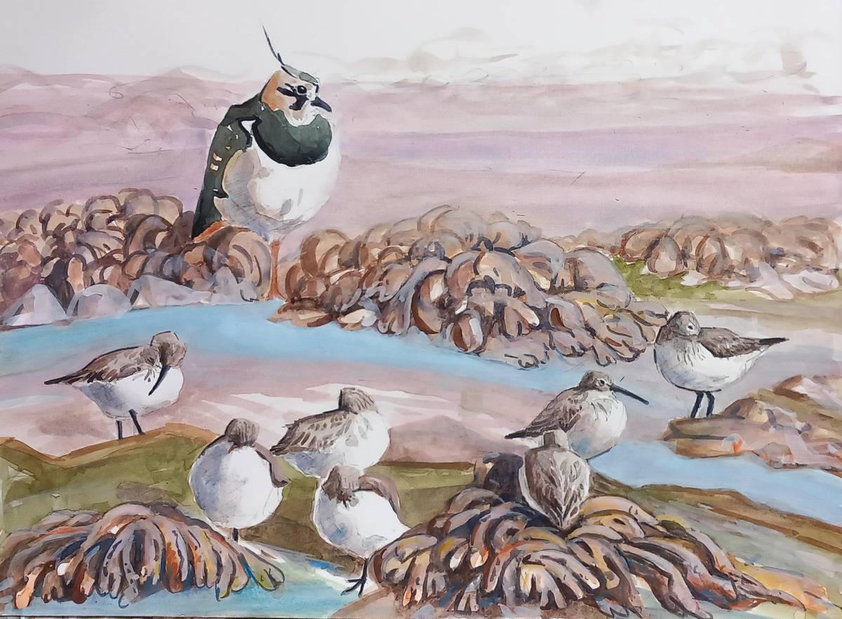 Lapwing and Dunlin