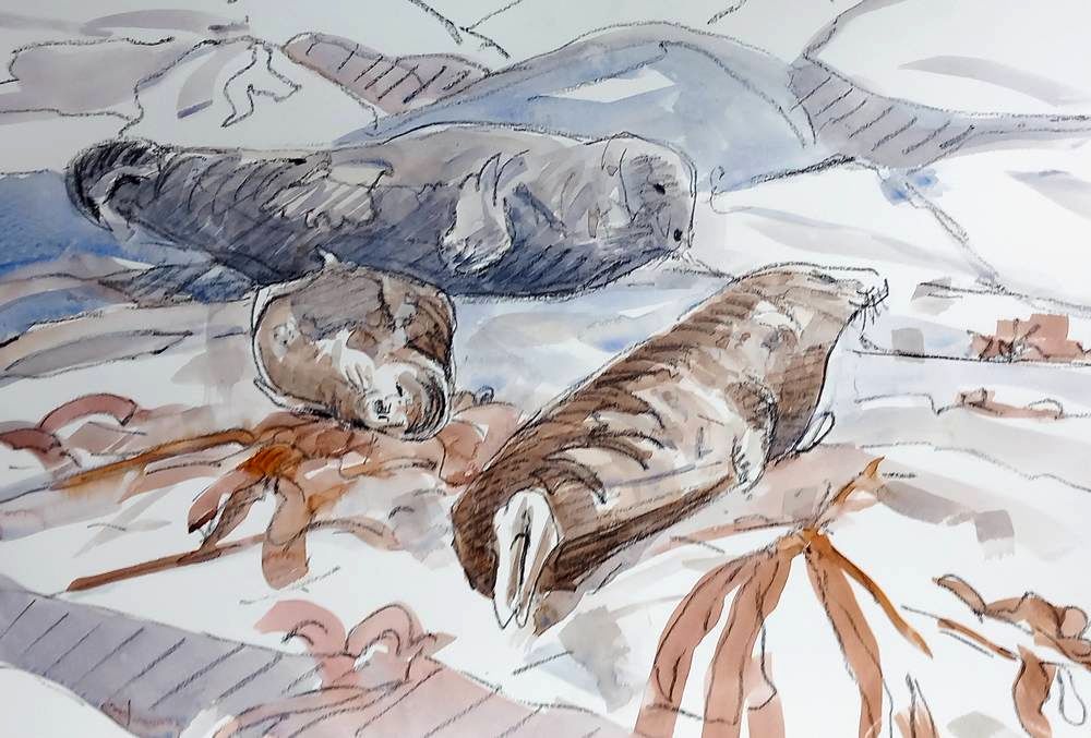 grey seals