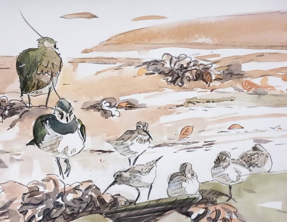 dunlin and lapwing