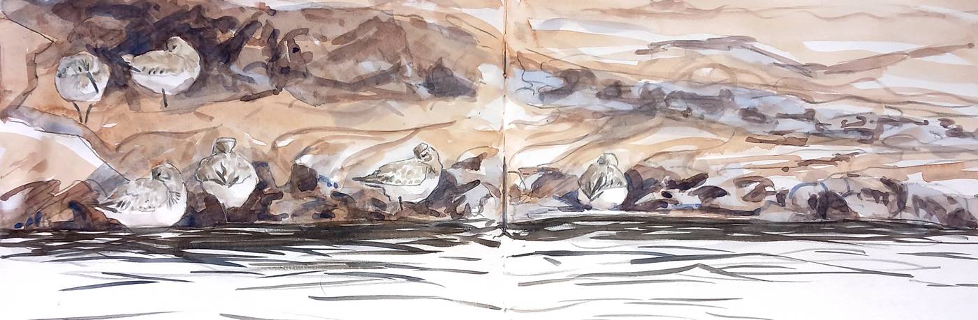 dunlin