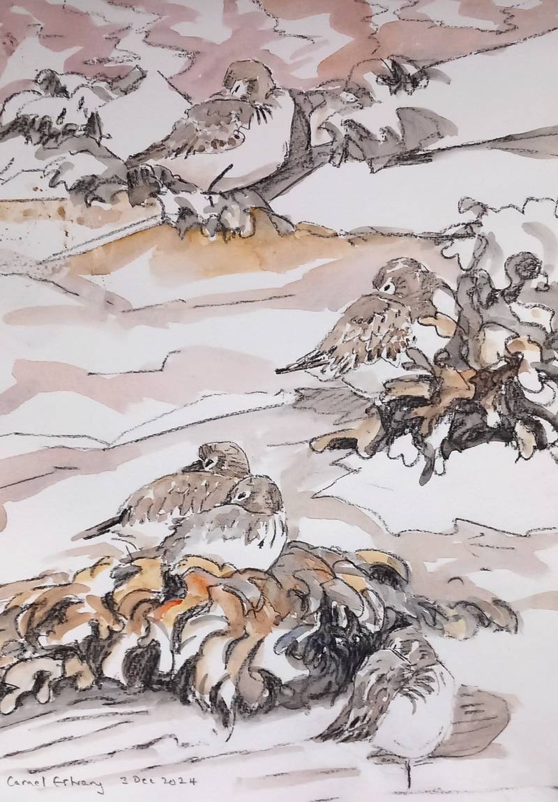 dunlin