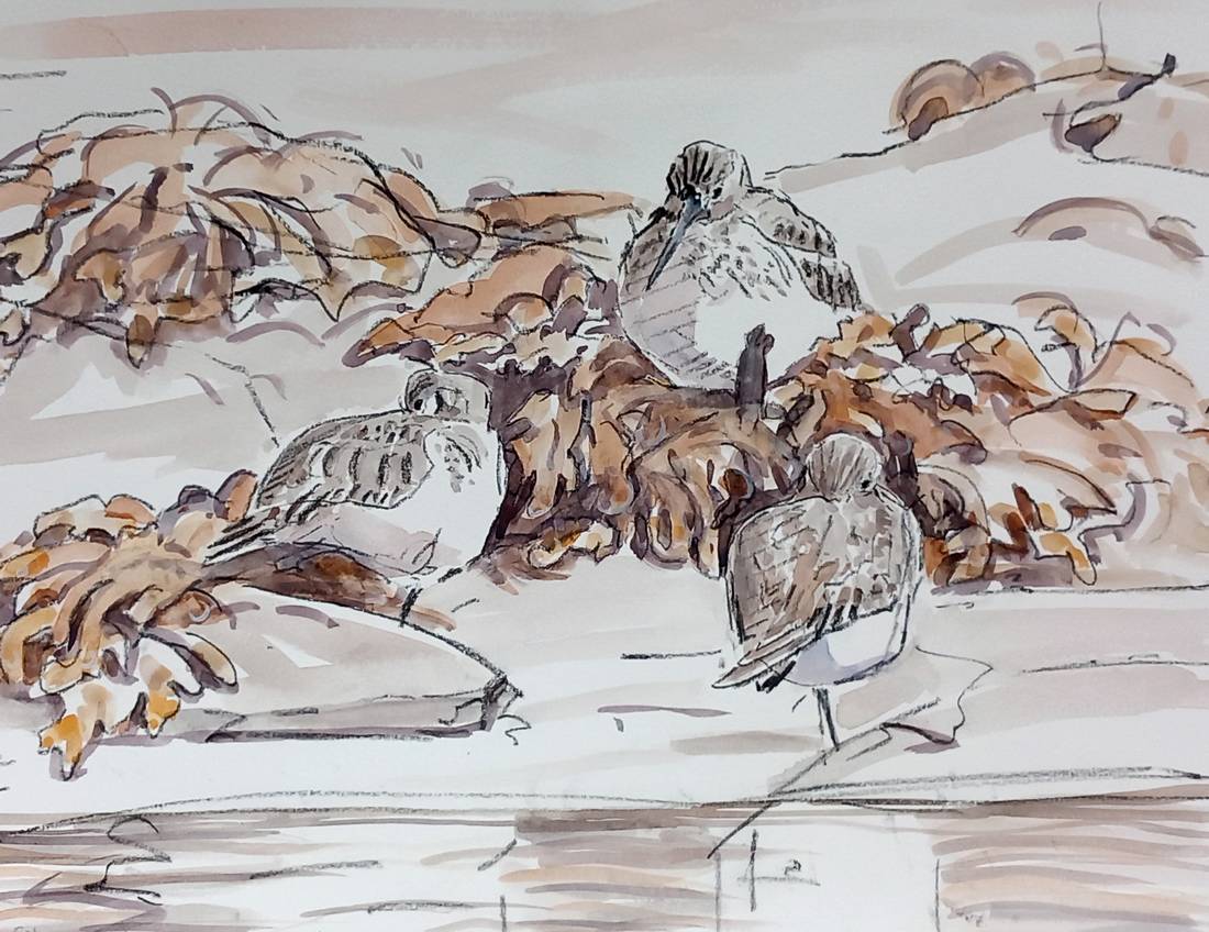 Oystercatchers