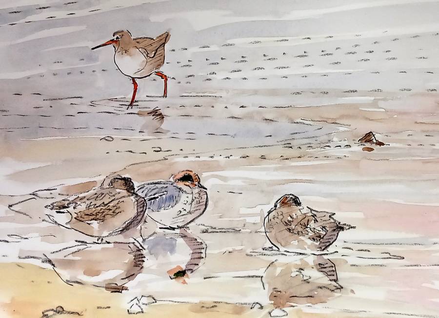 redshank and teal