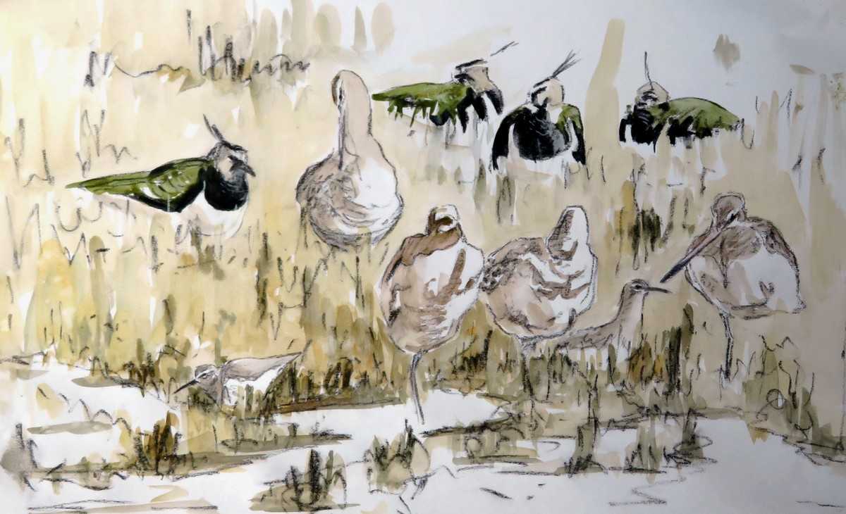 Lapwing, black tailed godwit and dunlin