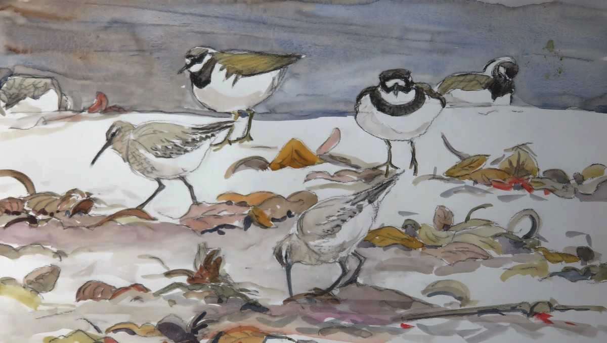 Ringed plover and dunlin