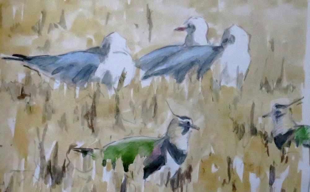 Lapwing and black-headed gulls