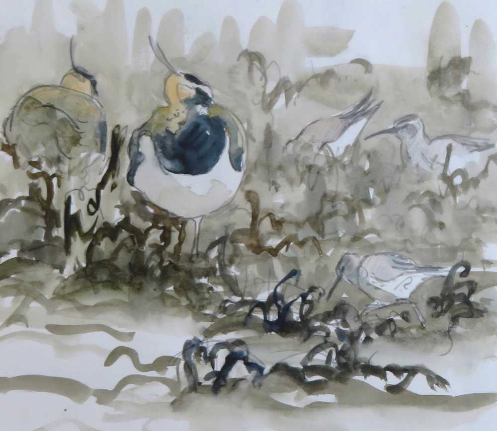 Lapwing and dunlin