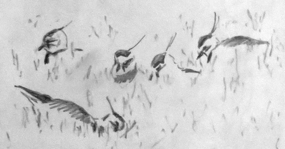 Lapwing in salt marsh