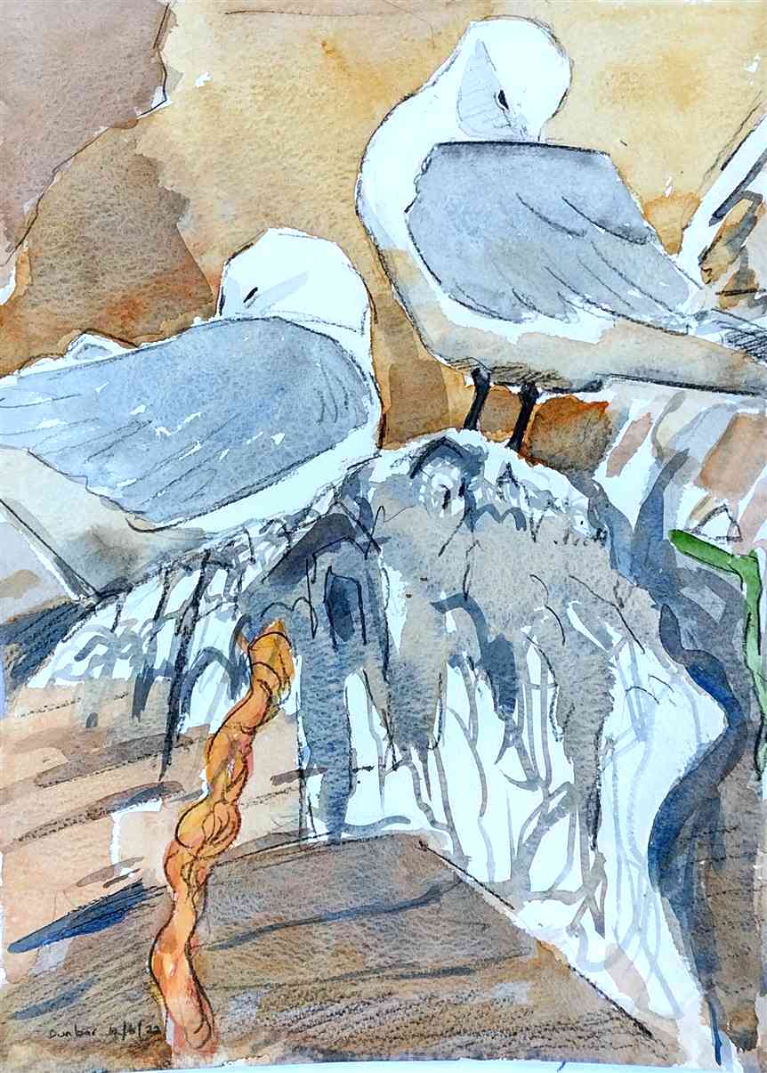 kittiwakes