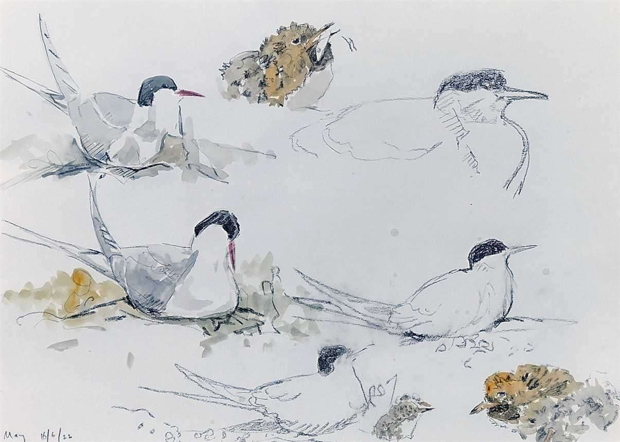 arctic terns