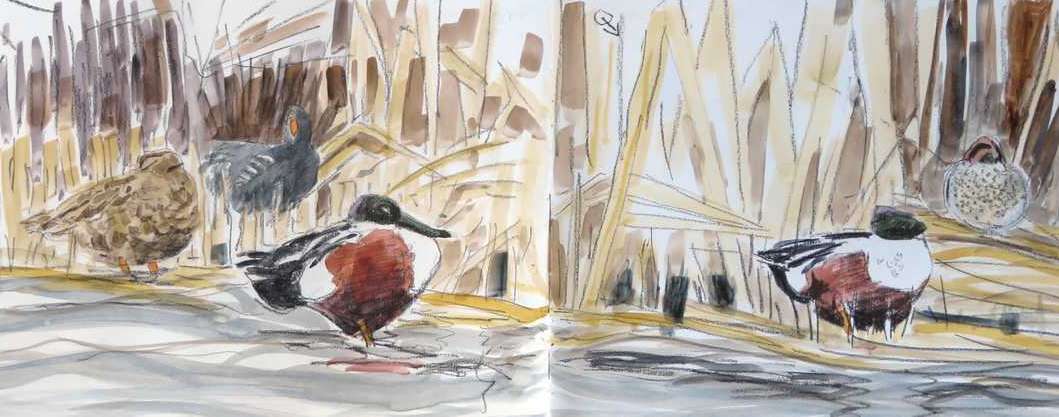 Shoveler, Teal and passing Moorhen