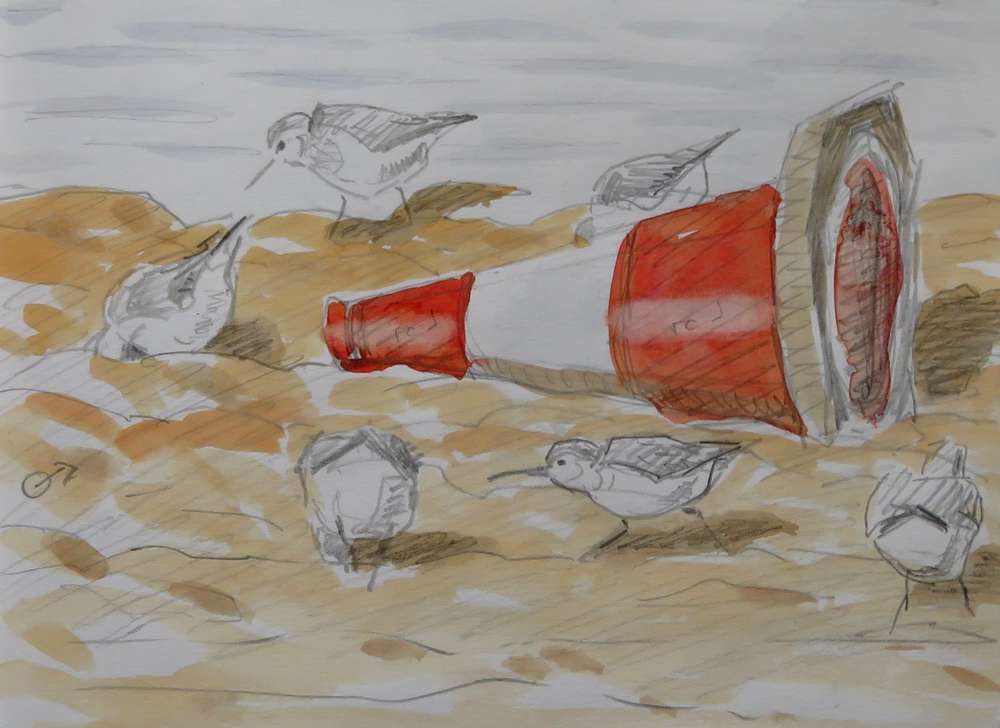 Dunlin and traffic cone