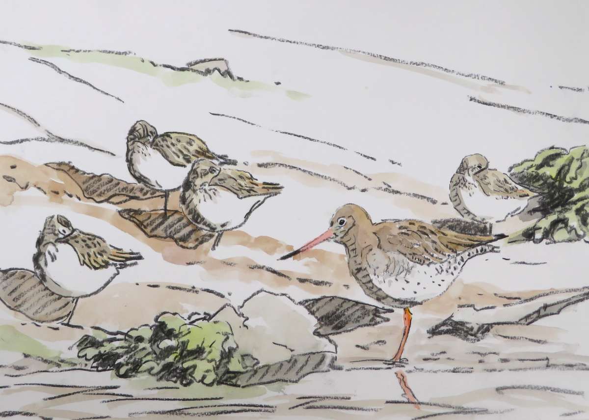 Dunlin and redshank