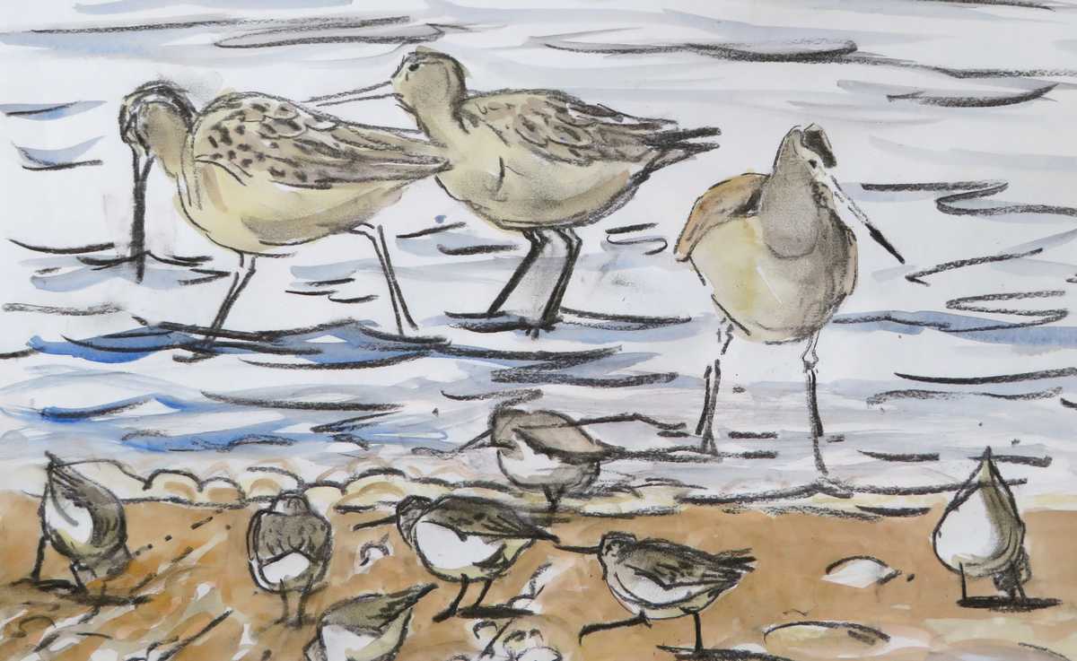 Dunlin and bar-tailed godwit