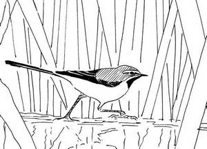 hawfinch - illustration