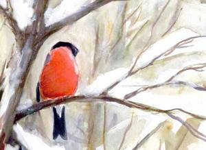 bullfinch - gallery