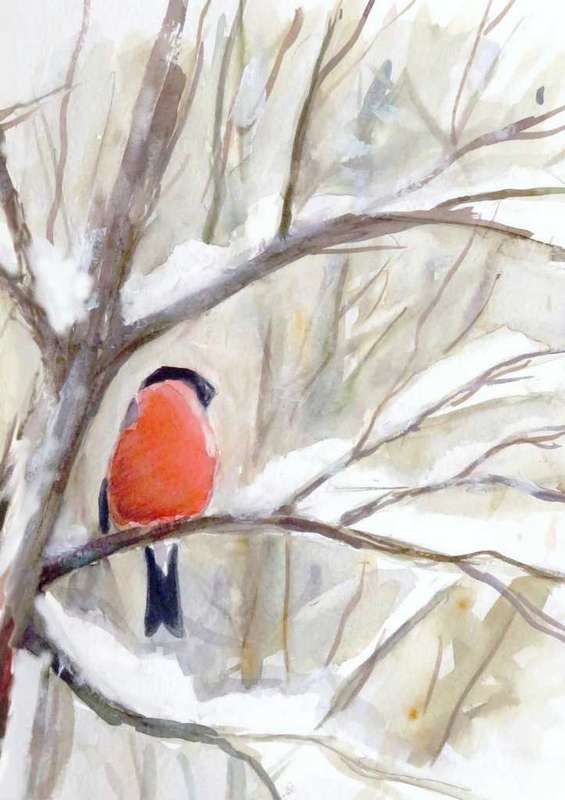 bullfinch in the snow