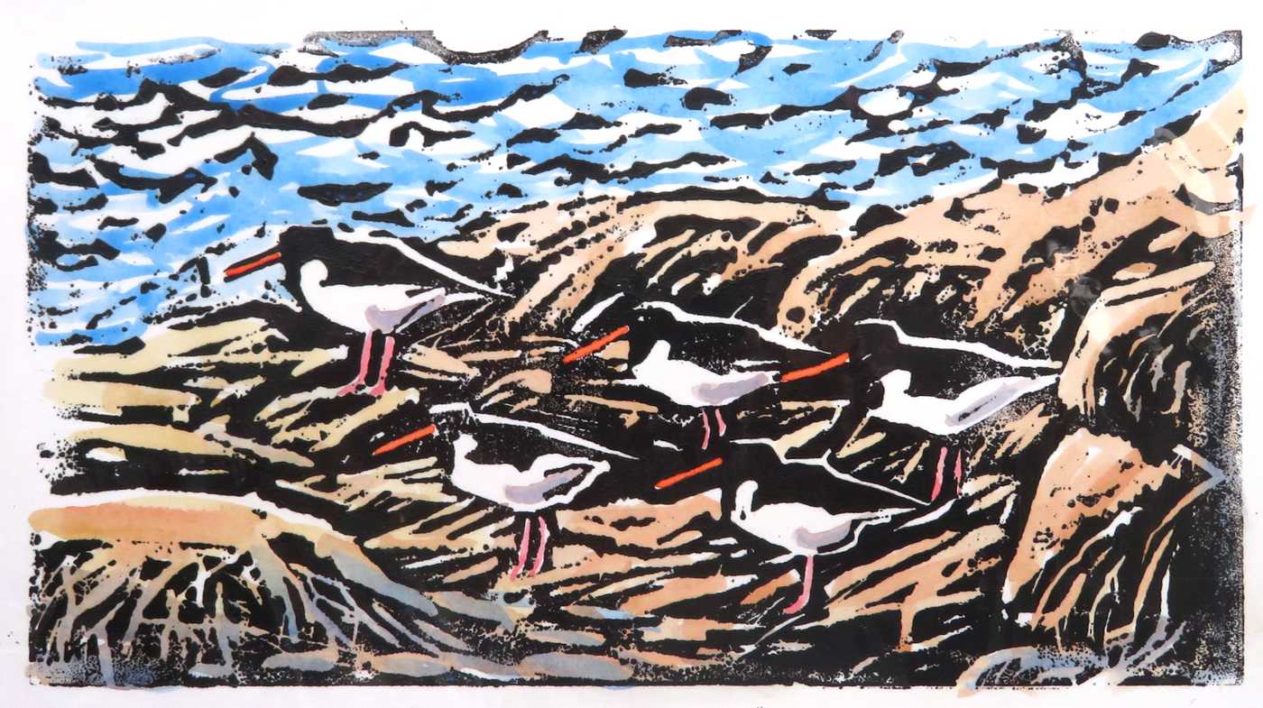 oystercatchers