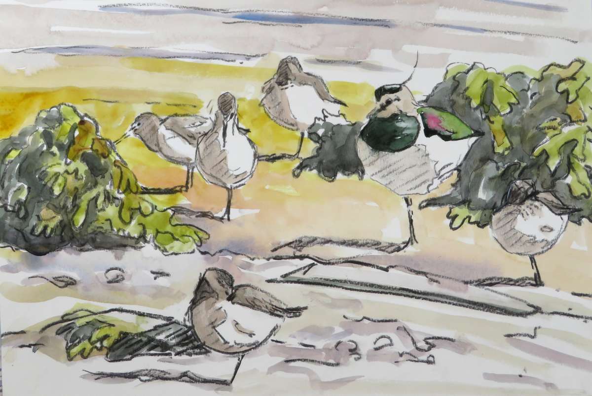 Dunlin and lapwing
