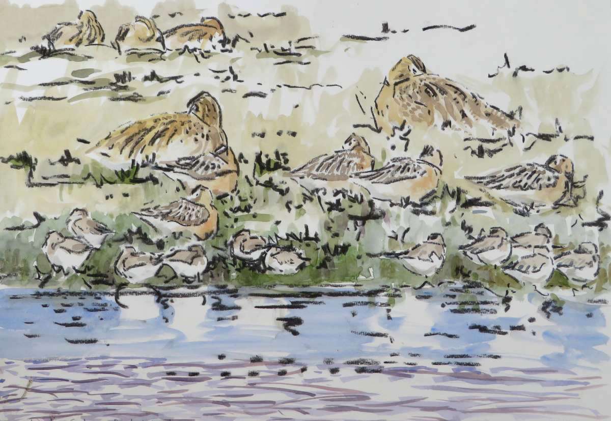 Dunlin, bar-tailed godwits and curlew