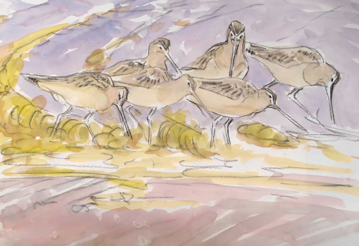 Bar-tailed godwit feeding