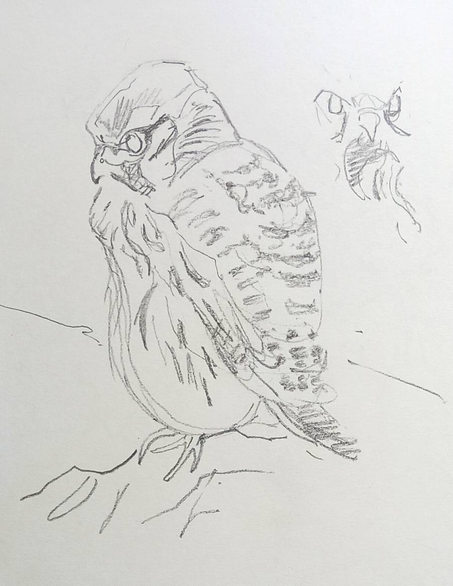 kestrel